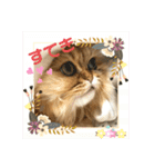 ペルシャ猫兄弟 ピョルとパール（個別スタンプ：17）