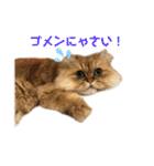 ペルシャ猫兄弟 ピョルとパール（個別スタンプ：19）