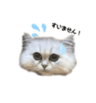 ペルシャ猫兄弟 ピョルとパール（個別スタンプ：20）