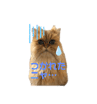 ペルシャ猫兄弟 ピョルとパール（個別スタンプ：21）