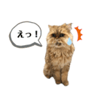 ペルシャ猫兄弟 ピョルとパール（個別スタンプ：23）