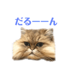 ペルシャ猫兄弟 ピョルとパール（個別スタンプ：25）
