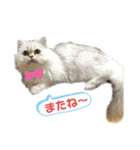 ペルシャ猫兄弟 ピョルとパール（個別スタンプ：26）