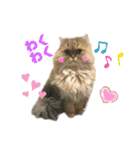 ペルシャ猫兄弟 ピョルとパール（個別スタンプ：27）