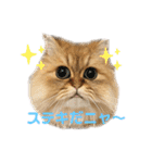 ペルシャ猫兄弟 ピョルとパール（個別スタンプ：29）