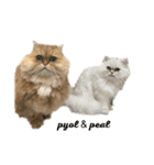 ペルシャ猫兄弟 ピョルとパール（個別スタンプ：31）