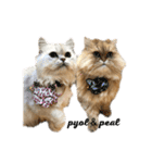 ペルシャ猫兄弟 ピョルとパール（個別スタンプ：32）