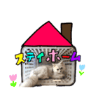 いぬっぽいねこちゃん（個別スタンプ：14）