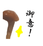 【飛び出す】なめこ（個別スタンプ：8）