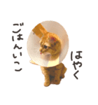 そらちゃんふくちゃん①（個別スタンプ：1）