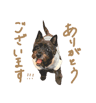 そらちゃんふくちゃん①（個別スタンプ：3）