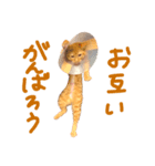 そらちゃんふくちゃん①（個別スタンプ：6）