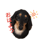 かわいい短足犬スタンプ（個別スタンプ：2）