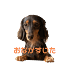 かわいい短足犬スタンプ（個別スタンプ：4）