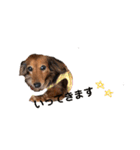 かわいい短足犬スタンプ（個別スタンプ：5）
