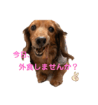 かわいい短足犬スタンプ（個別スタンプ：7）