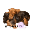 かわいい短足犬スタンプ（個別スタンプ：8）