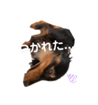 かわいい短足犬スタンプ（個別スタンプ：9）