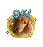 かわいい短足犬スタンプ（個別スタンプ：10）