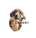 かわいい短足犬スタンプ（個別スタンプ：12）