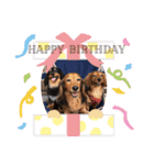 かわいい短足犬スタンプ（個別スタンプ：13）