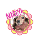 かわいい短足犬スタンプ（個別スタンプ：14）