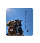 かわいい短足犬スタンプ（個別スタンプ：16）