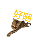 噗嗎＆土豆I（個別スタンプ：1）