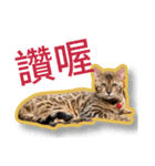 噗嗎＆土豆I（個別スタンプ：2）