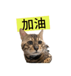 噗嗎＆土豆I（個別スタンプ：3）