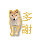 噗嗎＆土豆I（個別スタンプ：13）