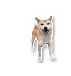 噗嗎＆土豆I（個別スタンプ：15）