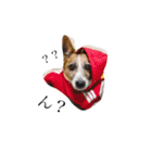 犬と時々大福（個別スタンプ：2）