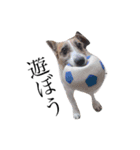犬と時々大福（個別スタンプ：3）