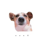 犬と時々大福（個別スタンプ：4）