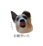 犬と時々大福（個別スタンプ：6）