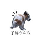 犬と時々大福（個別スタンプ：8）