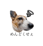犬と時々大福（個別スタンプ：9）