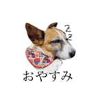 犬と時々大福（個別スタンプ：10）