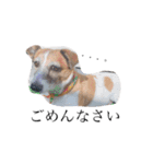 犬と時々大福（個別スタンプ：11）