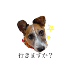 犬と時々大福（個別スタンプ：13）