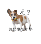 犬と時々大福（個別スタンプ：15）
