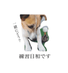 犬と時々大福（個別スタンプ：16）