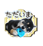 黒柴犬の♡あいさつ♡スタンプ03 黒豆柴（個別スタンプ：2）