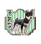 黒柴犬の♡あいさつ♡スタンプ03 黒豆柴（個別スタンプ：16）