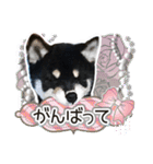 黒柴犬の♡あいさつ♡スタンプ03 黒豆柴（個別スタンプ：17）