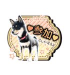 黒柴犬の♡あいさつ♡スタンプ03 黒豆柴（個別スタンプ：19）