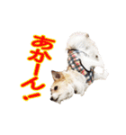 関西ジャック Part2（個別スタンプ：14）