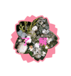 Sticker flower お花のスタンプ（個別スタンプ：12）