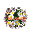 Sticker flower お花のスタンプ（個別スタンプ：13）